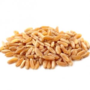 Grano Khorasan Kamut In Chicchi