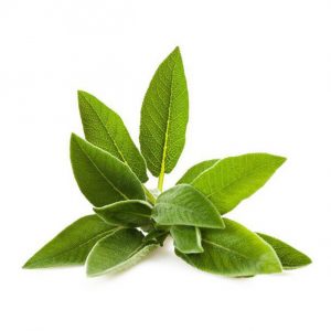 Salvia Contusa Disidratata in polvere
